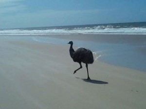 August 26 2014 Ocean Beach Bribie Island