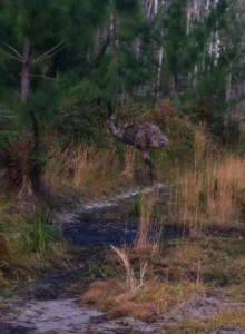 Baby Emu at Poverty on Bribie 4WD track