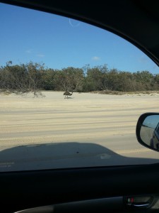 Enjoy our amazing Emus from a safe distance.