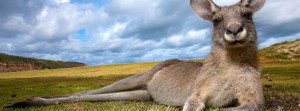 kangaroo