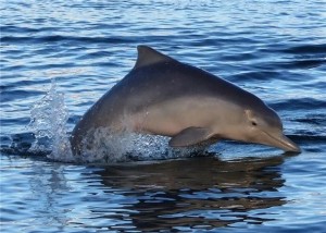 Dolphin Bribie Ferryman