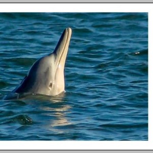 dolphin red beach